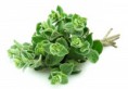 /album/fotogaleria-de-la-tierra/oregano-2-jpg/